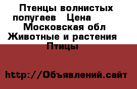 Птенцы волнистых попугаев › Цена ­ 400 - Московская обл. Животные и растения » Птицы   